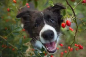 Tierarztpraxis Wöhrer