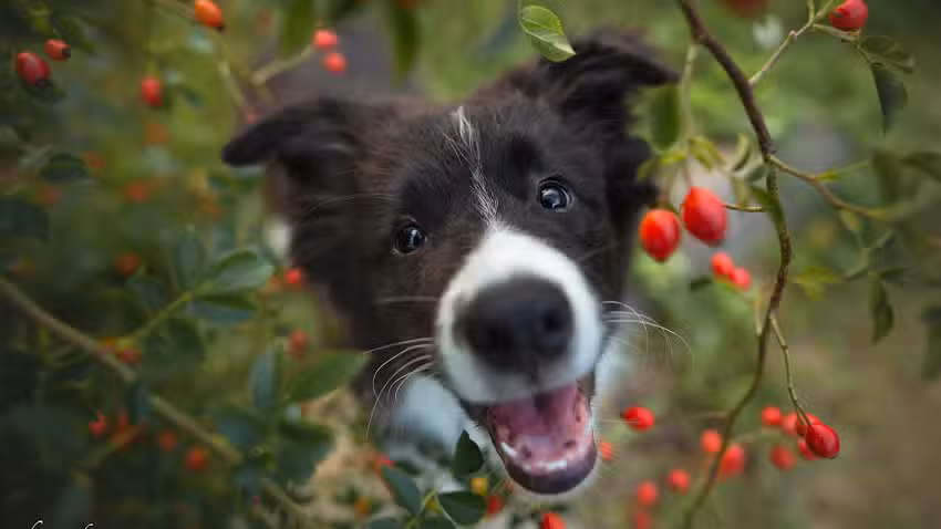 Tierarztpraxis Wöhrer