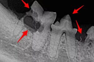 Tierarztpraxis & Zahntierarztpraxis Gross Enzersdorf
