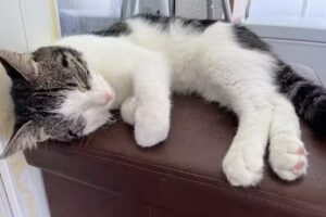 Tierklinik am Grünbachplatz