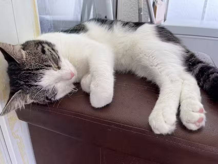 Tierklinik am Grünbachplatz