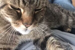 Tierklinik Bad Ischl Dr.Adelsmayr/Mag.Grabner OG