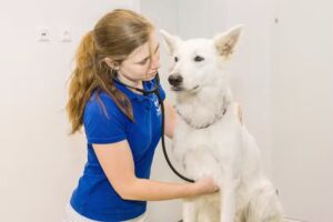 Tierklinik Dobersberg