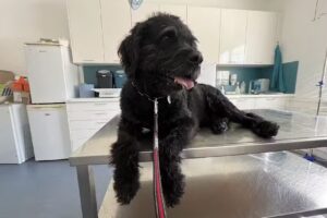 Tierklinik Leoben Dr. Josef Schlederer