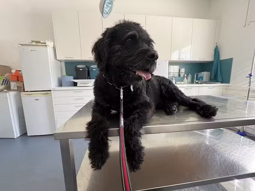 Tierklinik Leoben Dr. Josef Schlederer