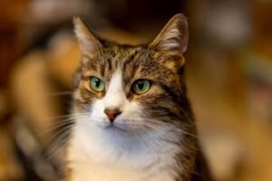 Tierklinik Schwanenstadt Dr med vet Dietmar Schnötzinger