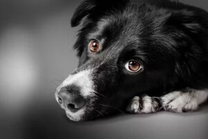 Tierklinik Schwarzmann Rankweil OG