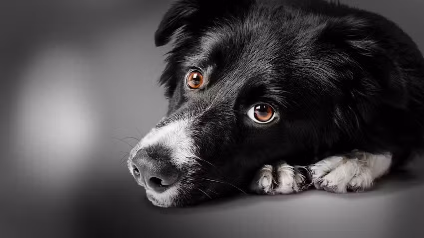 Tierklinik Schwarzmann Rankweil OG