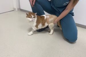 Tierklinik St.Pölten