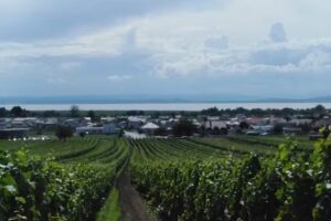 Tiermedizinisches Zentrum Weiden/See – Tierarztpraxis Weiden/See