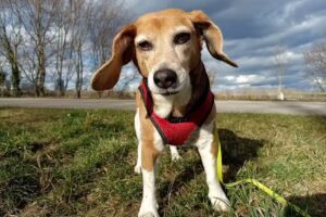 Tierordination Elderschplatz