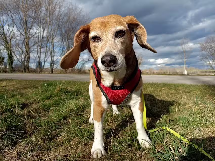 Tierordination Elderschplatz