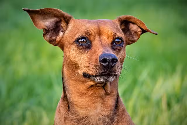 Vetpix – Institut für bildgebende Kleintierdiagnostik