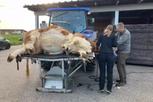 VETWorks Strengberg – Mein Netzwerk für Tiergesundheit