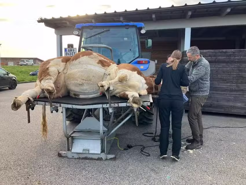 VETWorks Strengberg – Mein Netzwerk für Tiergesundheit