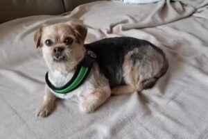 VR Dr. Wilhelm Petracek