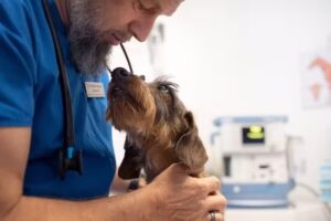 Zahntierarztpraxis Wurzelwerk